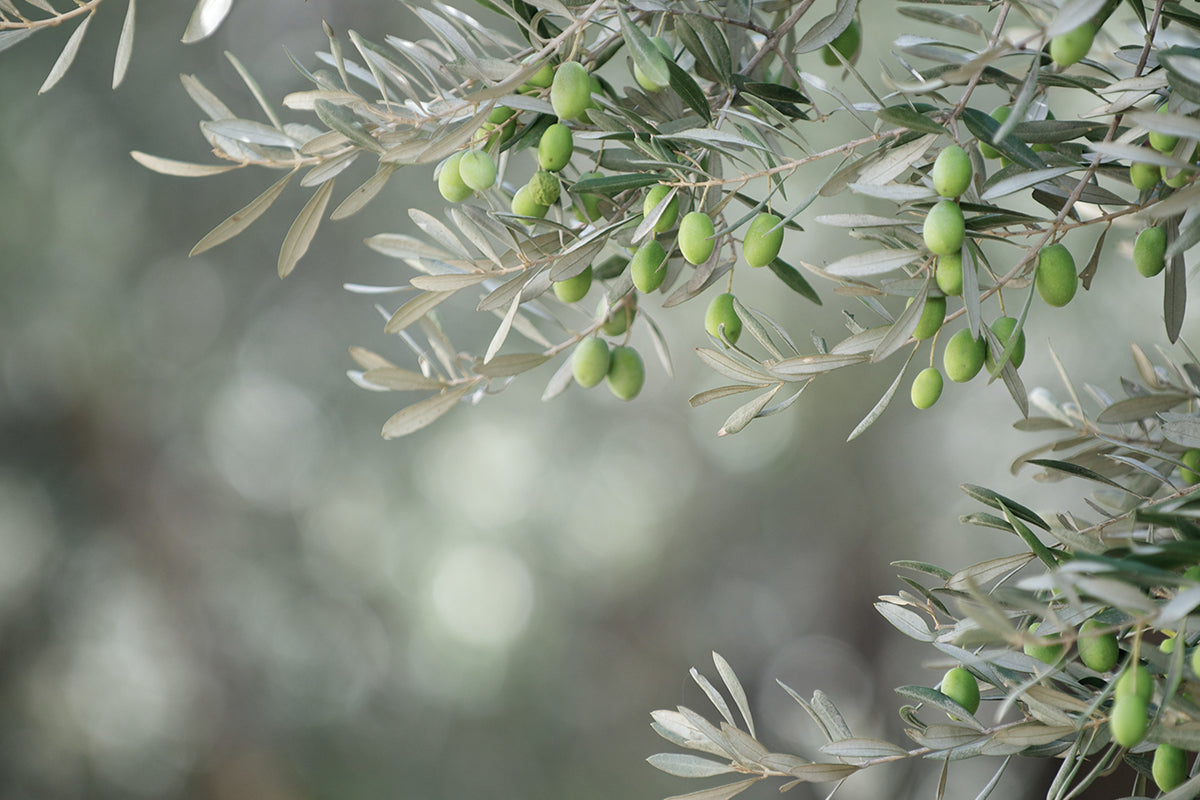 Australian Extra Virgin Olive Oil